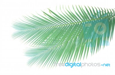 Palm Leaf Isolated On White Background Stock Photo