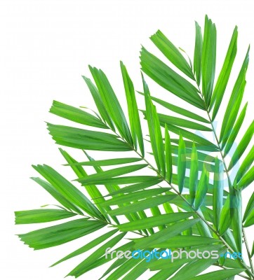 Palm Leaf Isolated On White Background Stock Photo