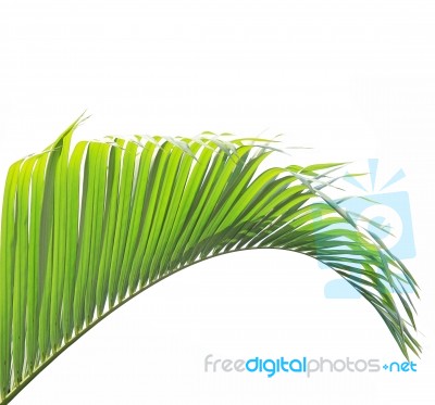 Palm Leaf Isolated On White Background Stock Photo