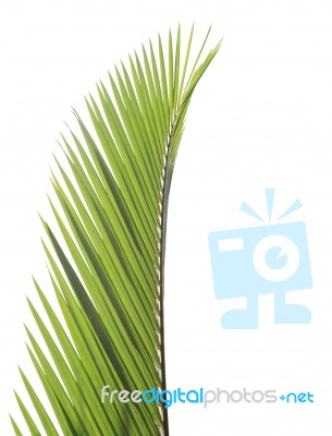 Palm Leaf Isolated On White Background Stock Photo