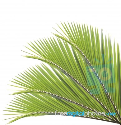 Palm Leaf Isolated On White Background Stock Photo