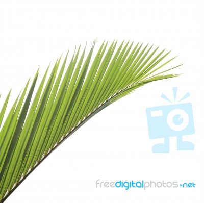 Palm Leaf Isolated On White Background Stock Photo