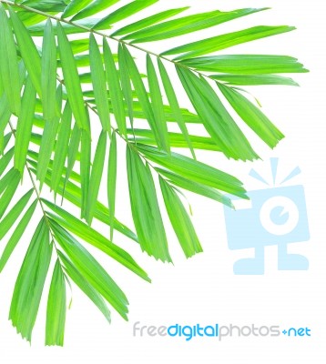 Palm Leaf Isolated On White Background Stock Photo