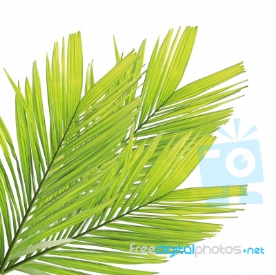 Palm Leaf Isolated On White Background Stock Photo