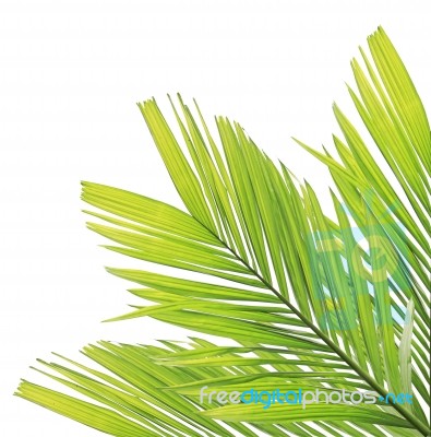 Palm Leaf Isolated On White Background Stock Photo