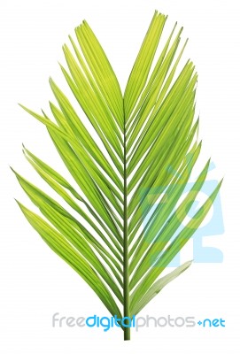 Palm Leaf Isolated On White Background Stock Photo