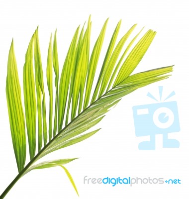 Palm Leaf Isolated On White Background Stock Photo