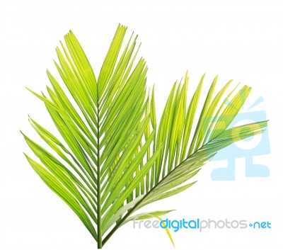 Palm Leaf Isolated On White Background Stock Photo