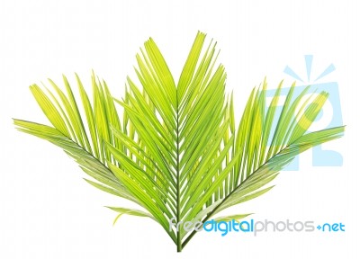 Palm Leaf Isolated On White Background Stock Photo