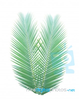 Palm Leaf Isolated On White Background Stock Photo