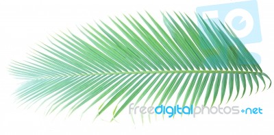 Palm Leaf Isolated On White Background Stock Photo