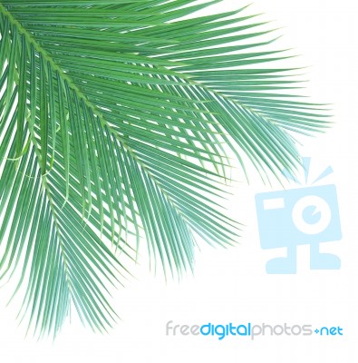 Palm Leaf Isolated On White Background Stock Photo