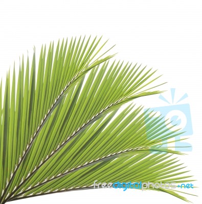 Palm Leaf Isolated On White Background Stock Photo