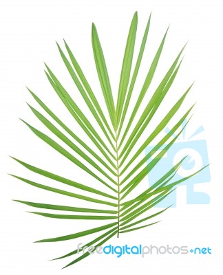 Palm Leaf Isolated On White Background Stock Photo