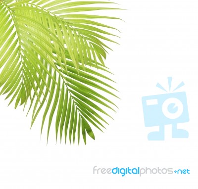 Palm Leaf Isolated On White Background Stock Photo