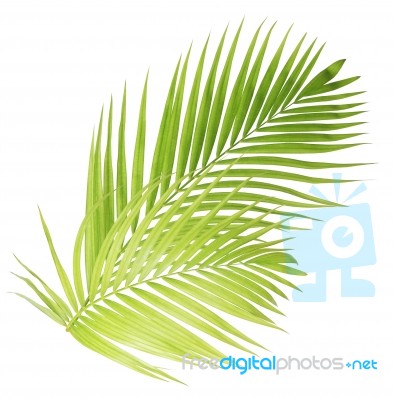 Palm Leaf Isolated On White Background Stock Photo