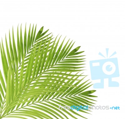 Palm Leaf Isolated On White Background Stock Photo