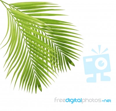 Palm Leaf Isolated On White Background Stock Photo