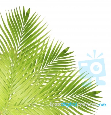 Palm Leaf Isolated On White Background Stock Photo