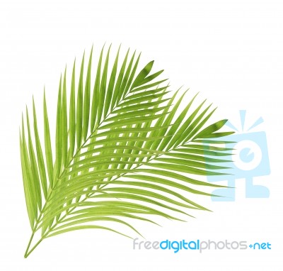 Palm Leaf Isolated On White Background Stock Photo