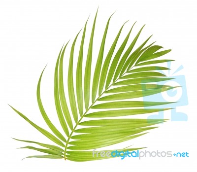 Palm Leaf Isolated On White Background Stock Photo