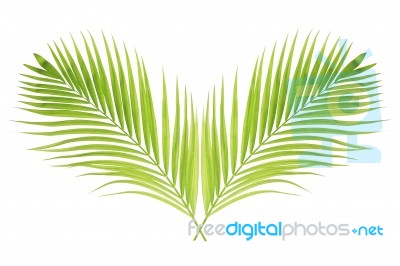 Palm Leaf Isolated On White Background Stock Photo