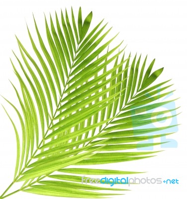 Palm Leaf Isolated On White Background Stock Photo