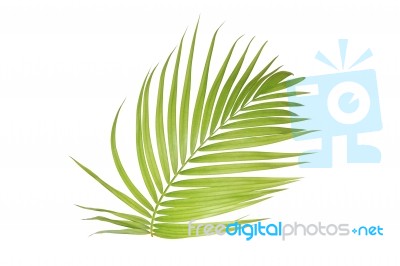 Palm Leaf Isolated On White Background Stock Photo