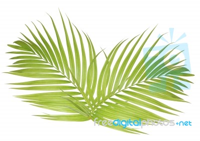 Palm Leaf Isolated On White Background Stock Photo