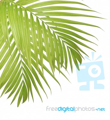 Palm Leaf Isolated On White Background Stock Photo