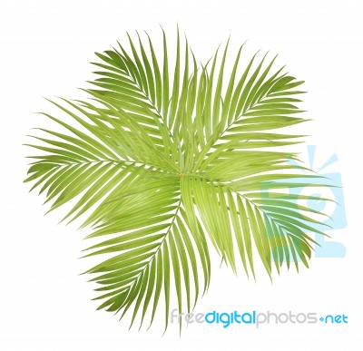 Palm Leaf Isolated On White Background Stock Photo