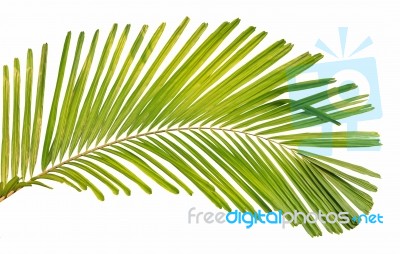 Palm Leaf Isolated On White Background Stock Photo