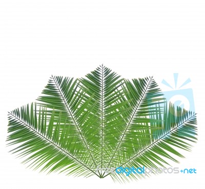 Palm Leaf Isolated On White Background Stock Photo