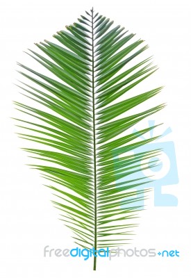 Palm Leaf Isolated On White Background Stock Photo