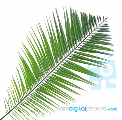 Palm Leaf Isolated On White Background Stock Photo