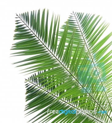 Palm Leaf Isolated On White Background Stock Photo