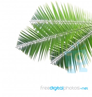 Palm Leaf Isolated On White Background Stock Photo