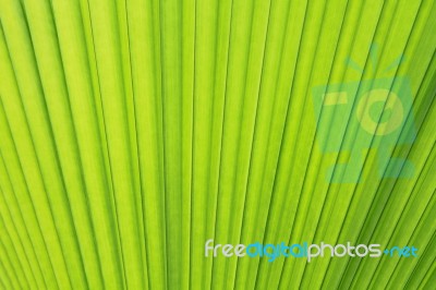 Palm Leaf Texture Or Background Stock Photo