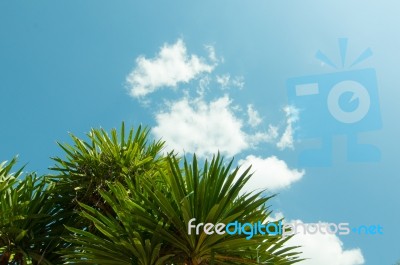 Palm Leave And Very Blue Sky With Cloud Stock Image