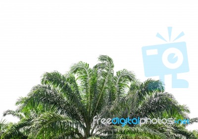 Palm Leaves On White Background Stock Photo