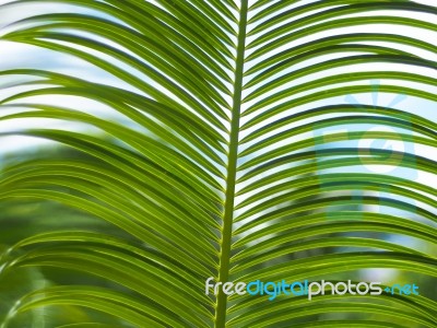 Palm Leaves With Blue Sky Stock Photo