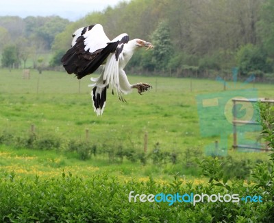 Palm Nut Vulture Landing Stock Photo