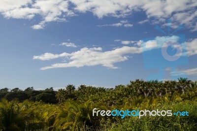 Palm Oil Plantation Stock Photo