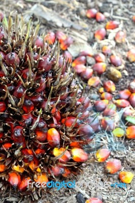 Palm Oil Tree Stock Photo