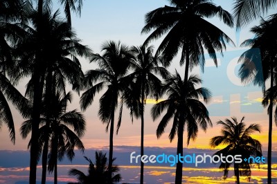 Palm Sunset Stock Photo