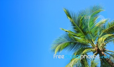 Palm Tree Stock Photo