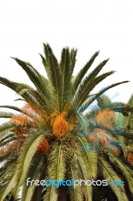 Palm Tree Stock Photo