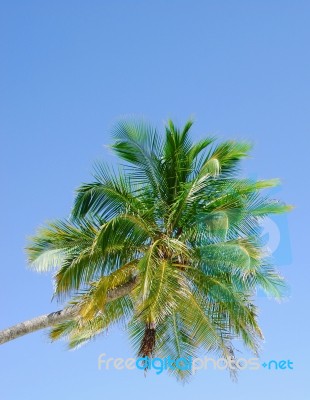 Palm Tree Stock Photo