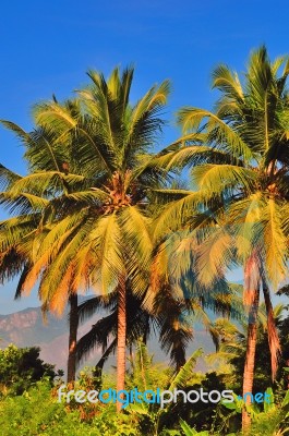 Palm Tree Stock Photo