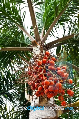 Palm Tree Stock Photo